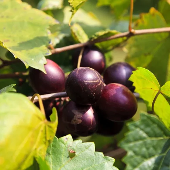Muscadine Grapes Fruit Box