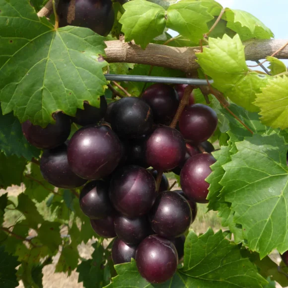 Muscadine Grapes Fruit Box