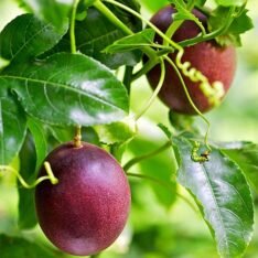 Passion Fruit Box