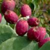 Red Cactus Pear Fruit Box