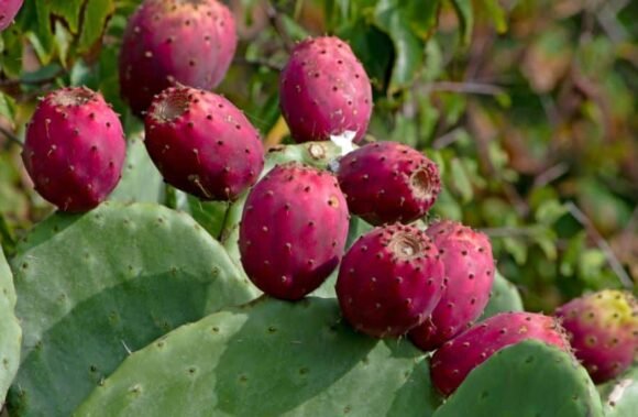 Red Cactus Pear Fruit Box