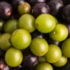 Scuppernong Muscadine Grapes Fruit Box