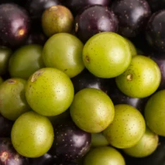 Scuppernong Muscadine Grapes Fruit Box