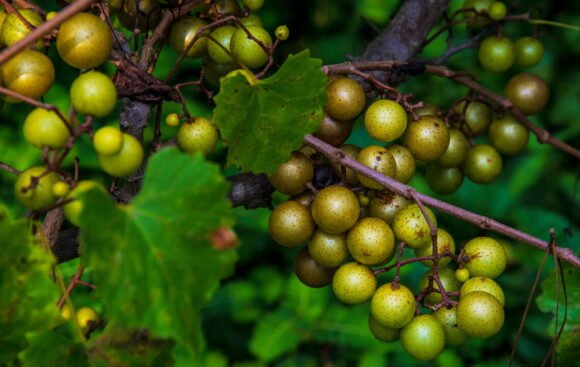 Scuppernong Muscadine Grapes Fruit Box