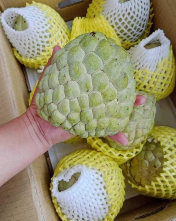 Sugar Apple Fruit Box