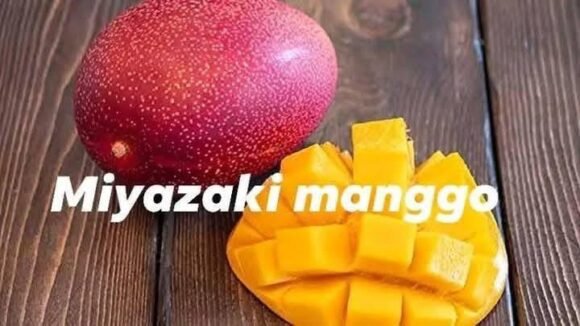 Taiyo no Tamago (Egg of the Sun)