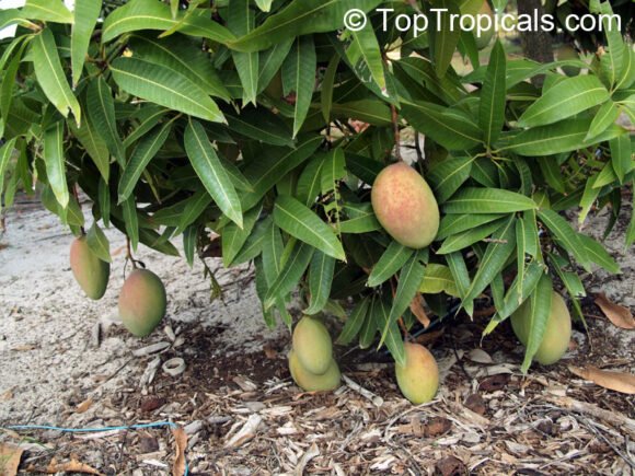 Buy 20 Pounds Tropical Mangos Fruit Box | Fresh & Juicy Mangos Delivered USA - Image 3