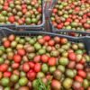 Ciruela Fruit Box