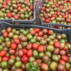 Ciruela Fruit Box