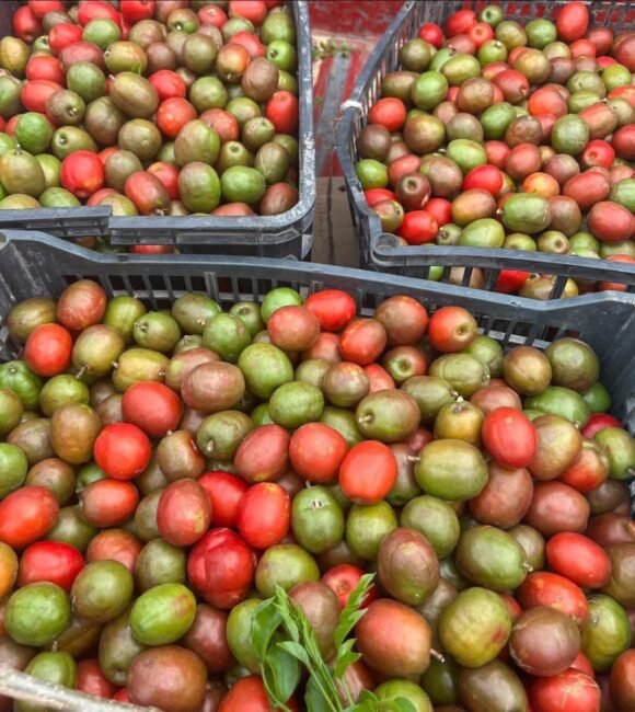 Ciruela Fruit Box