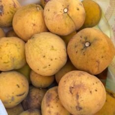 Buy Santol Fruit Box USA