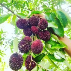 Grafted Pulasan Fruit Tree Canada