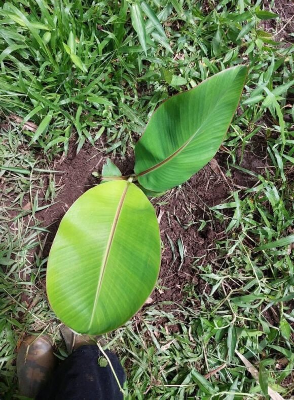 Blue Java banana care