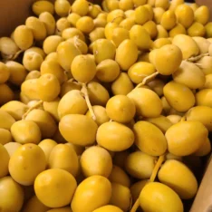 Yellow Barhi Dates Fruit Box