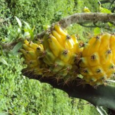 Yellow Dragon Fruit Box