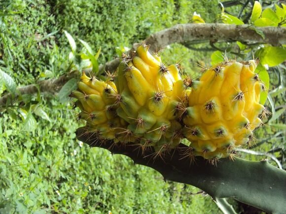 Yellow Dragon Fruit Box