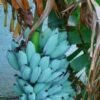 Blue Java Banana USA