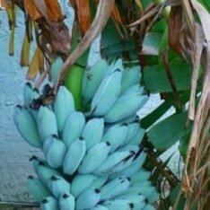 Blue Java Banana USA
