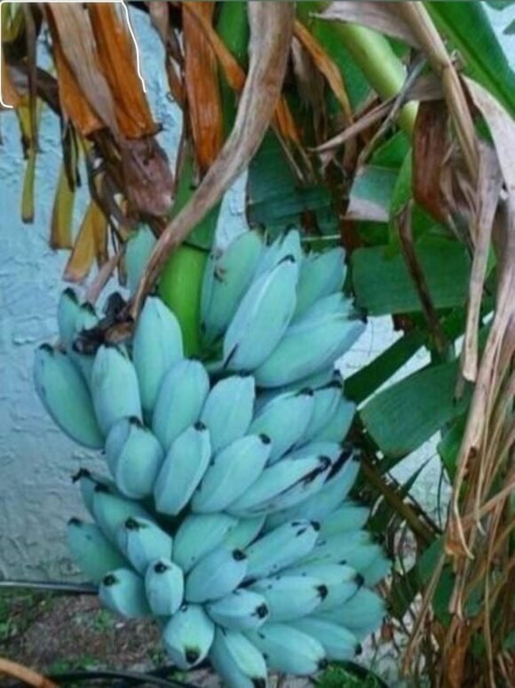 Blue Java Banana USA