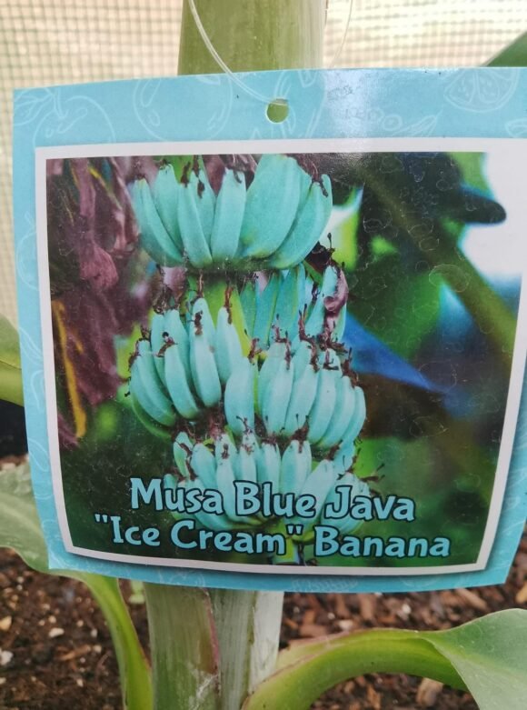Cold hardy banana varieties