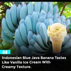 Buy Ice Cream Banana