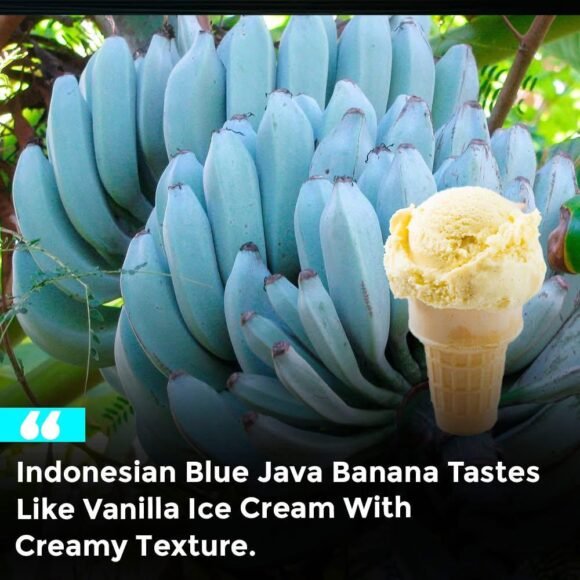Buy Ice Cream Banana