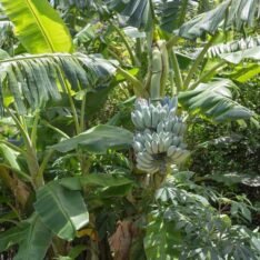 How to cultivate blue Java trees