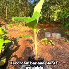 Grow Blue Java Banana