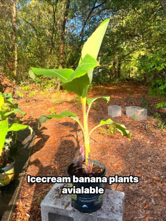 Grow Blue Java Banana