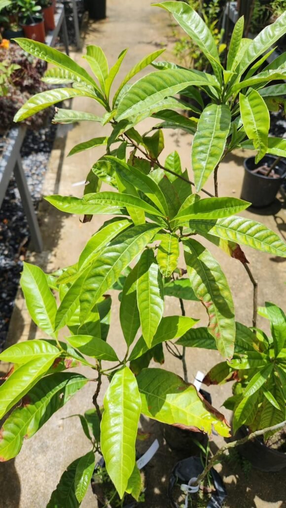 Grow Abiu Tree