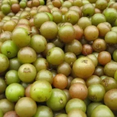 Scuppernong Muscadine Grapes Fruit Box