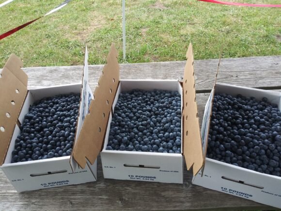 Blue Berry Fruit Box