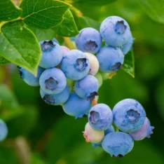 Blue Berry Fruit Box