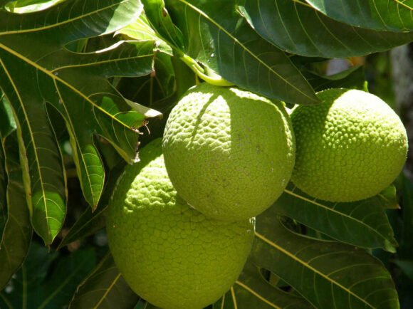 Breadfruit Tropical Box
