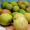 Breadfruit Tropical Box