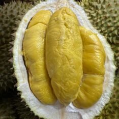 Durian Fruit Box