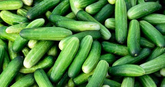 Mini Cucumbers Fruit Box
