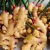 Ginger Seeds Pack