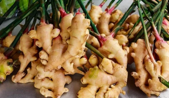 Ginger Seeds Pack