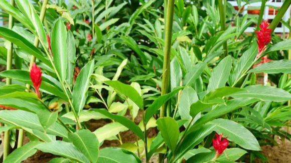 Ginger Seeds Pack