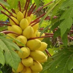 Golden Papaya Fruit