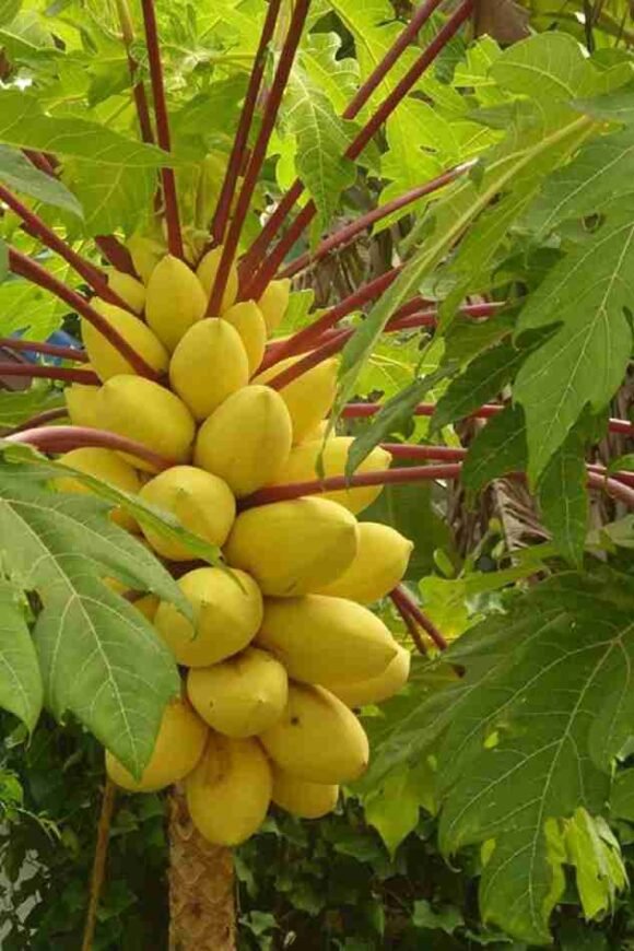Golden Papaya Fruit