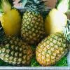 Golden Pineapple Fruit Box