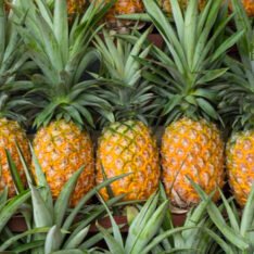 Golden Pineapple Fruit Box