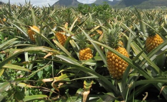 Golden Pineapple Fruit Box