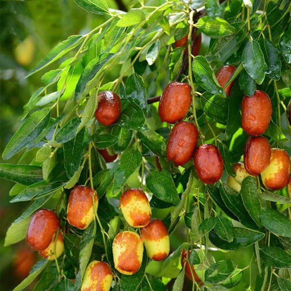 Jujube Fruit Box