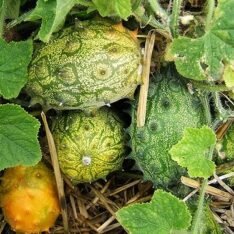 Kiwano Melon Fruit Box