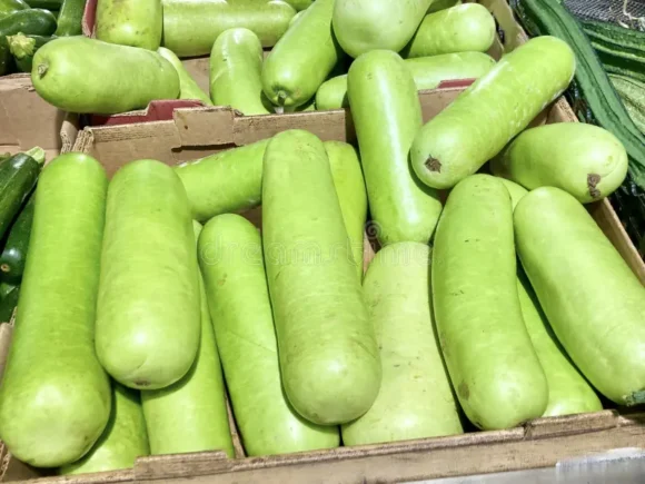 Long Opo Chinese Squash Box