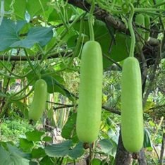 Long Opo Chinese Squash