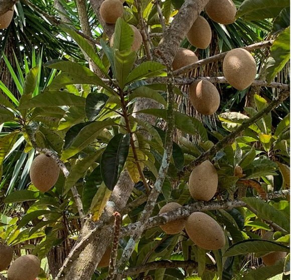 Mamey Sapote Fruit Box